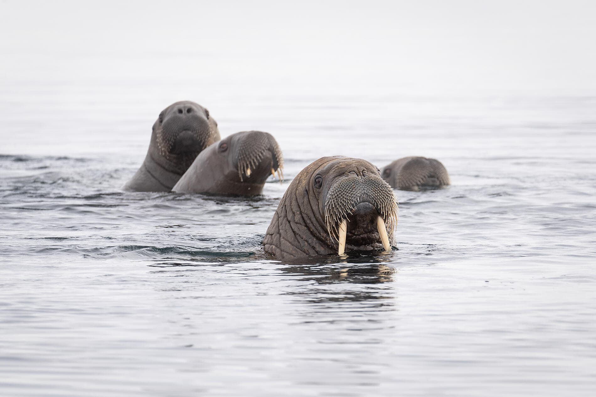 Au cœur des glaces de l'Arctique, du Svalbard au Groenland ©morgane_Monneret/StudioPONANT