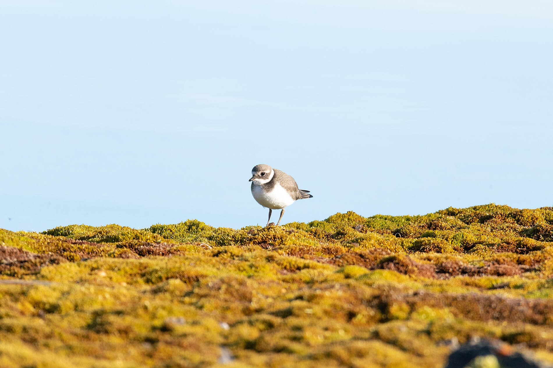 Du Svalbard à l'Islande : odyssée polaire