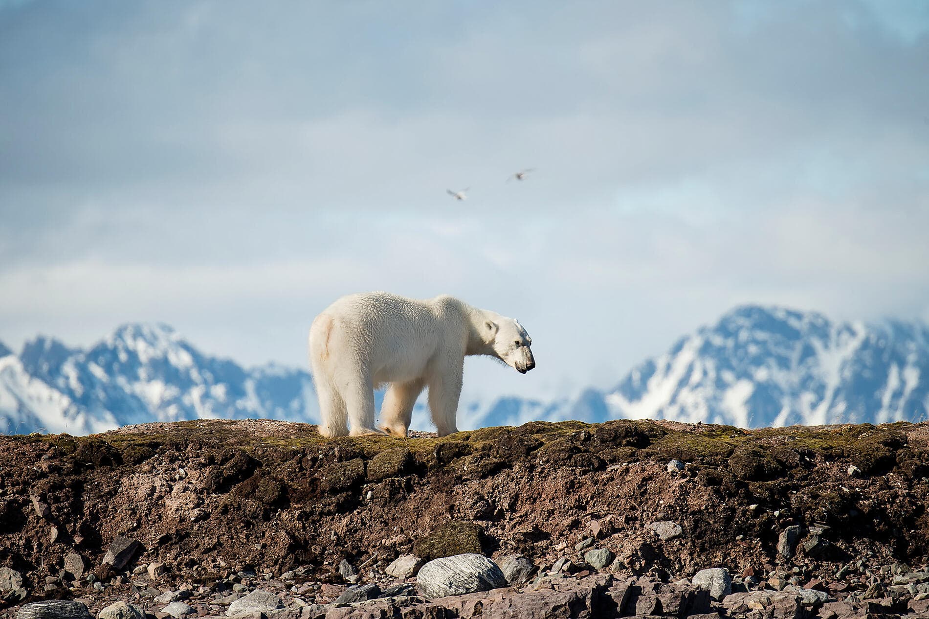 Du Svalbard à l'Islande : odyssée polaire
