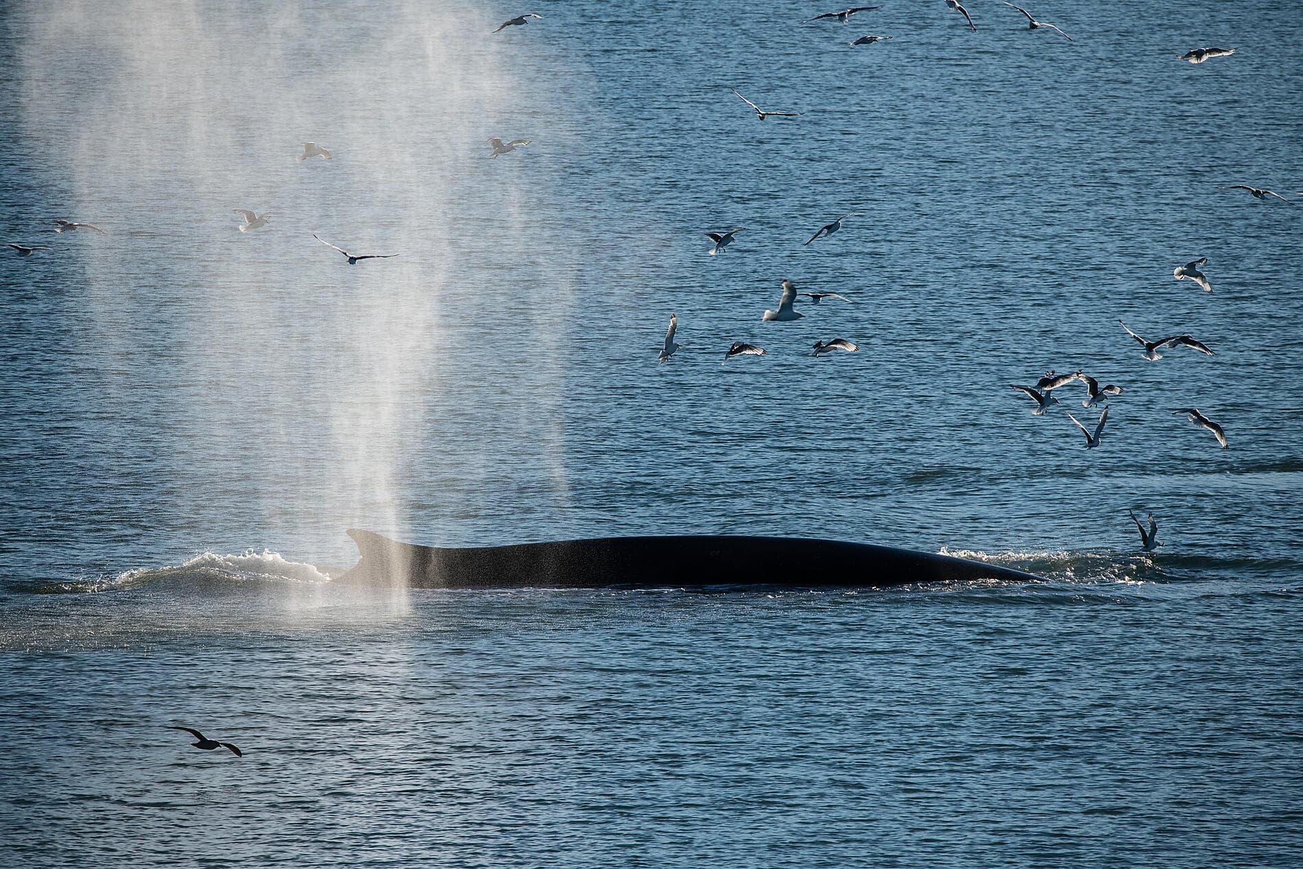 Eclipse solaire totale dans le Grand Nord sauvage