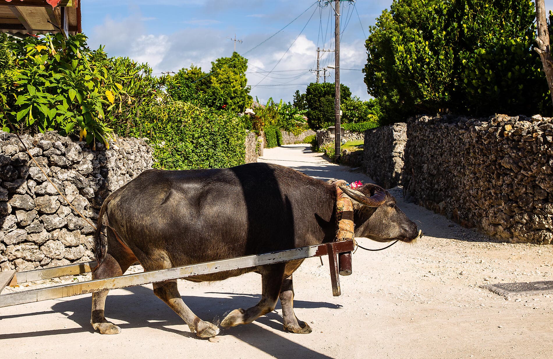 Odyssée au cœur des îles subtropicales du Japon 