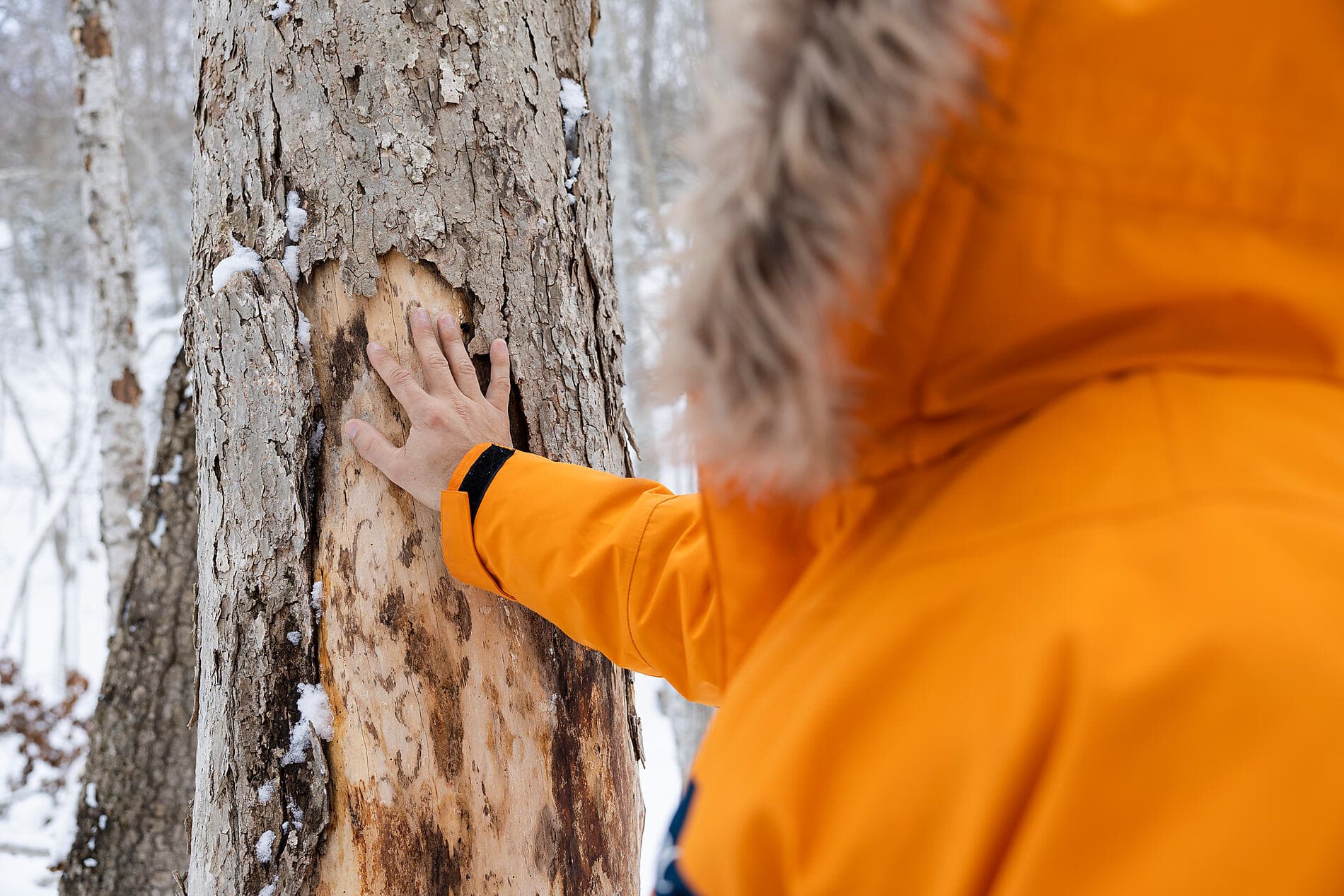 Derniers instants d'hiver, du Saint-Laurent au Groenland