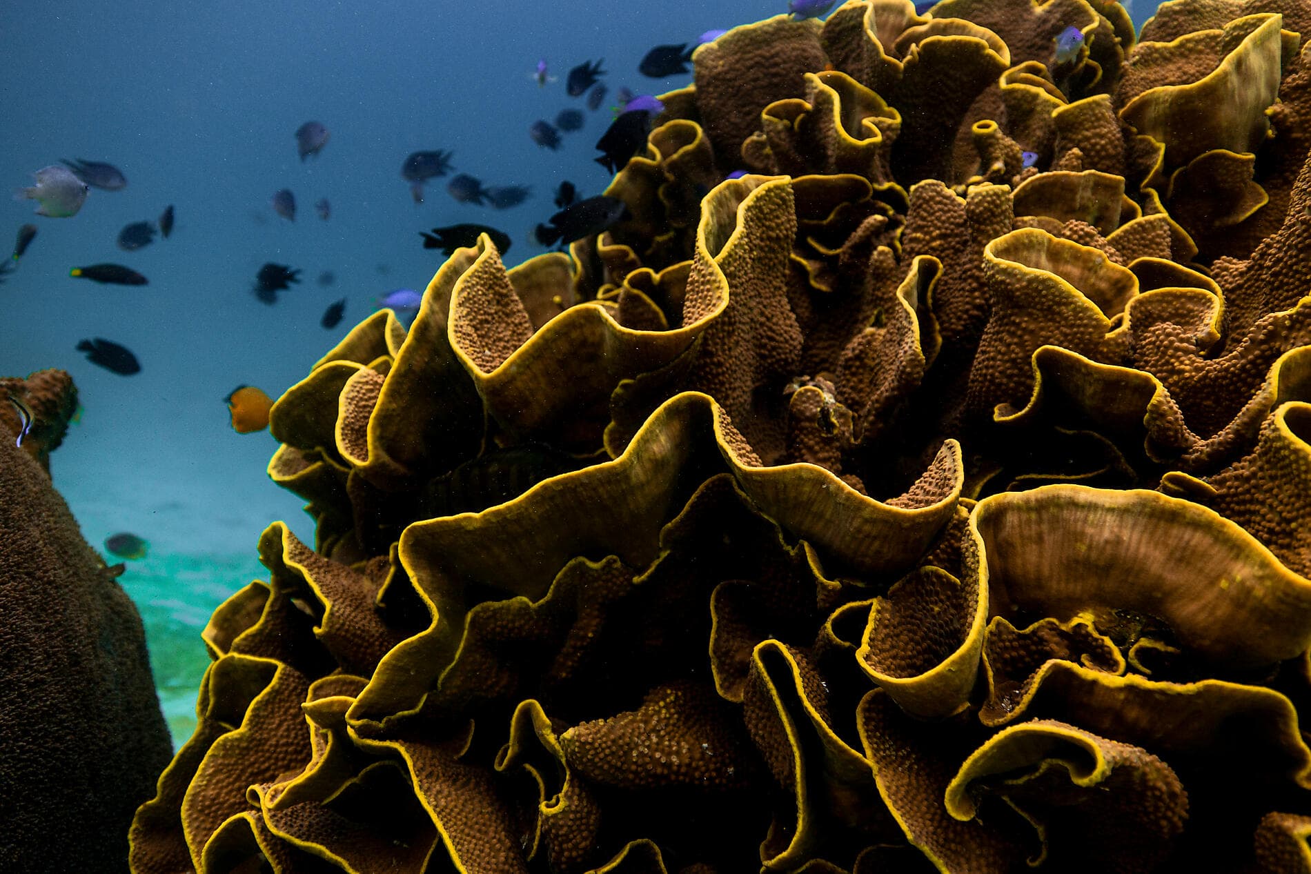 Des îles Fidji à Bali 