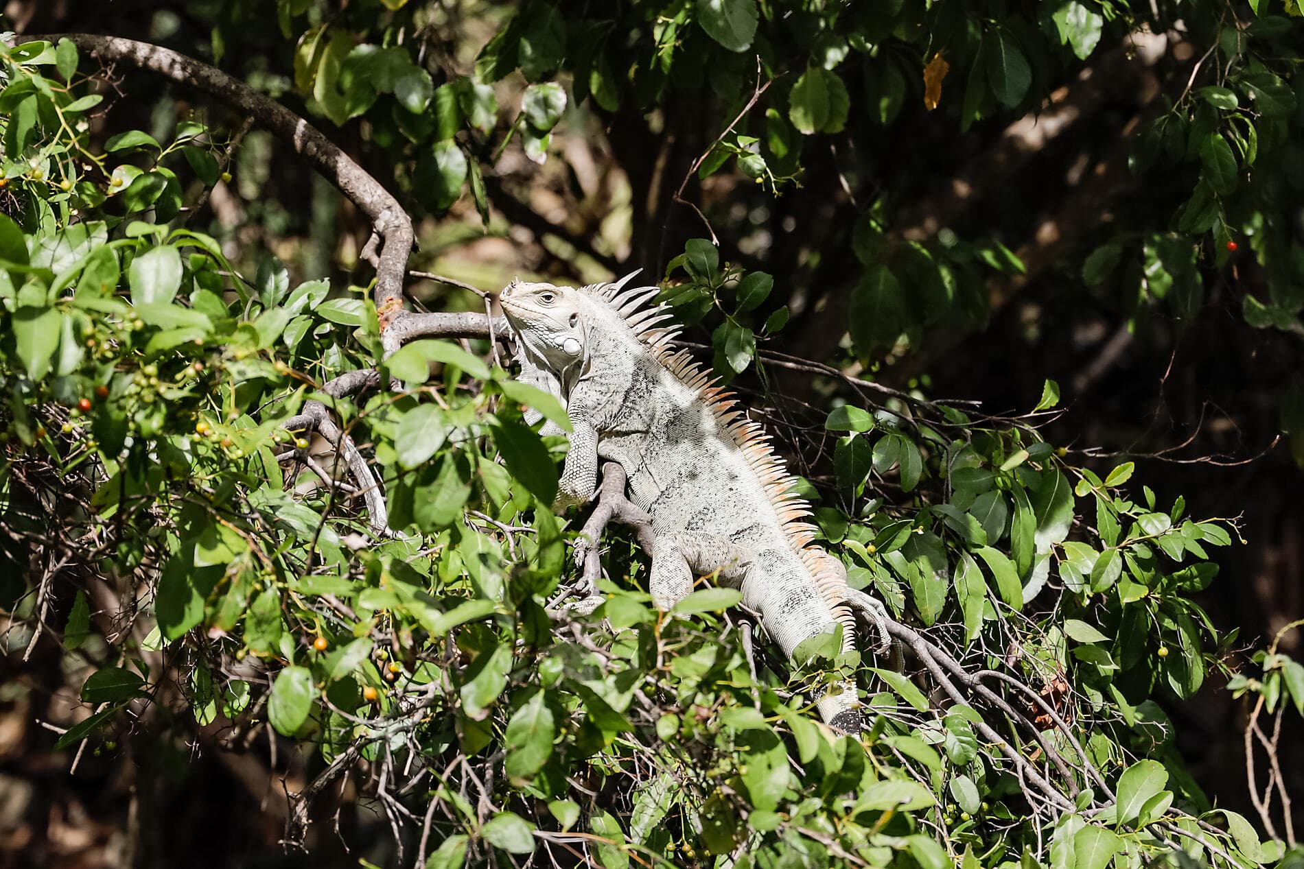 Les îles du Vent à fleur d'eau