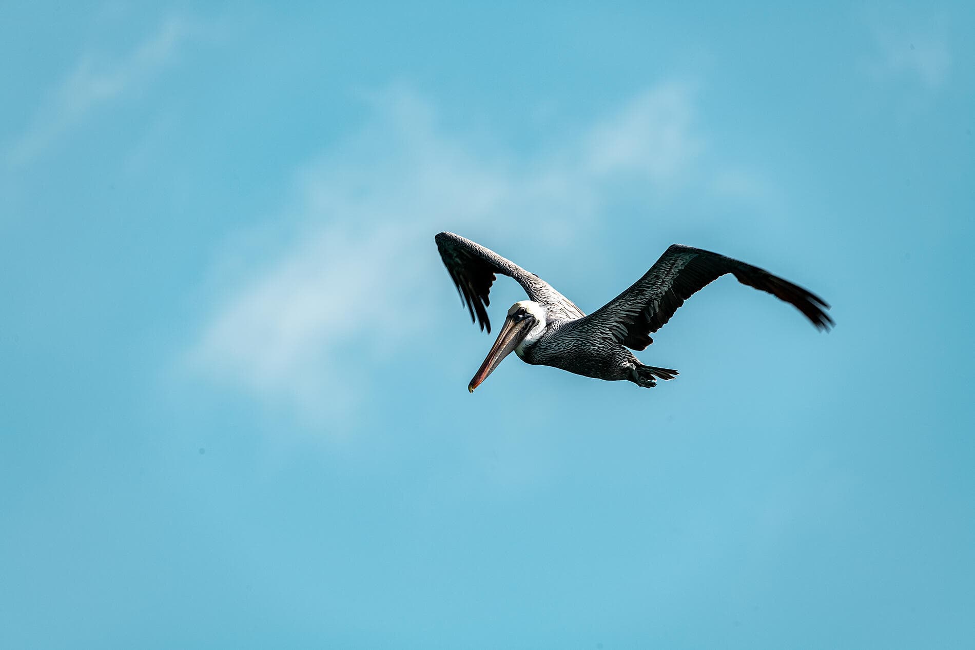 Les îles du Vent à fleur d'eau