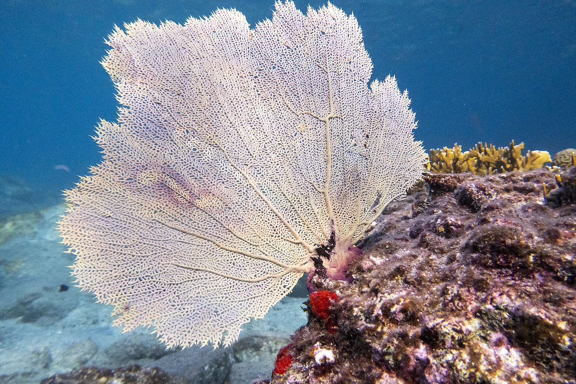 Histoire et culture dans les bijoux des Caraïbes