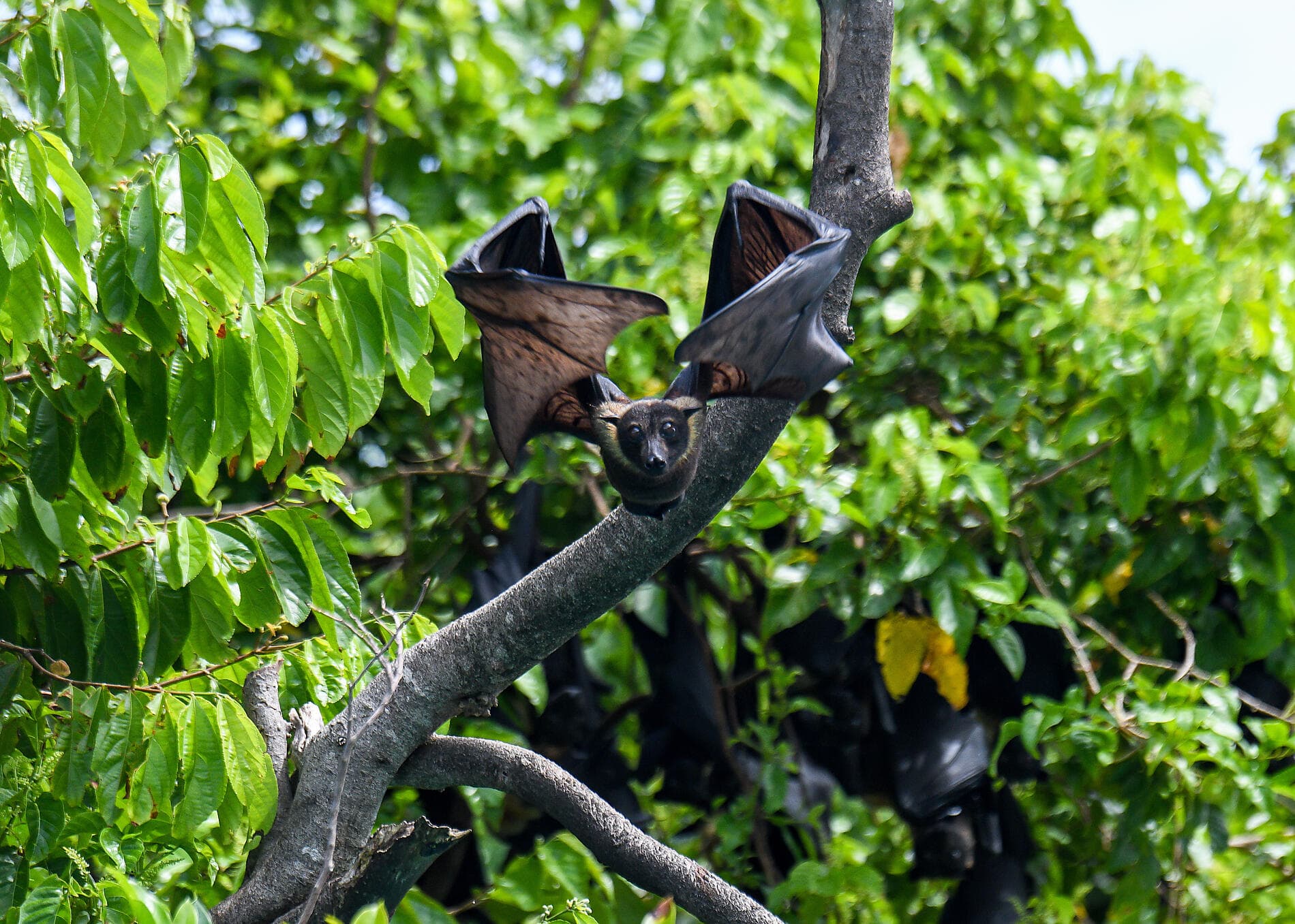 Raja Ampat et les îles aux Épices 