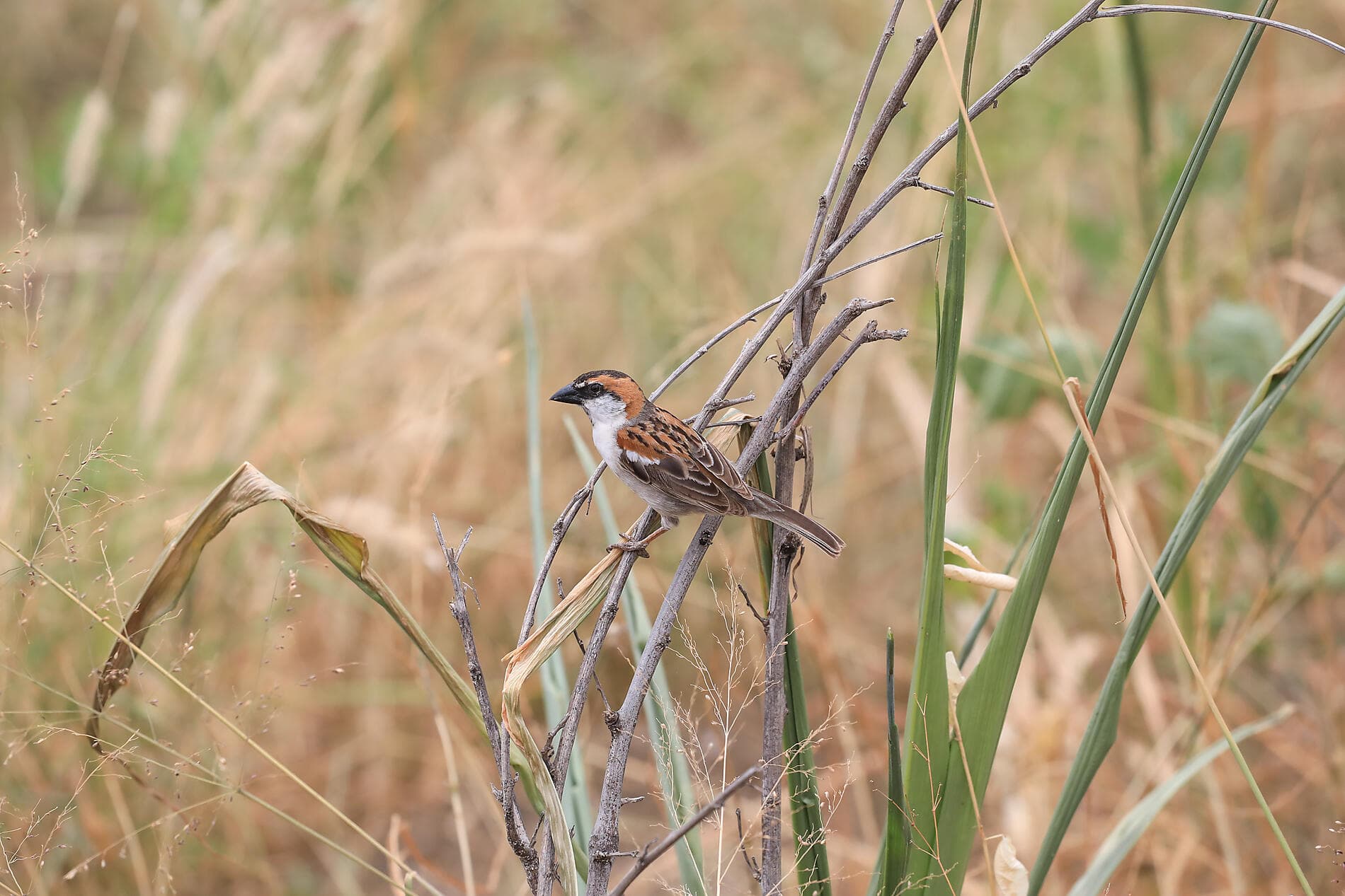 Entre volcans et océan, du Cap-Vert aux Canaries 