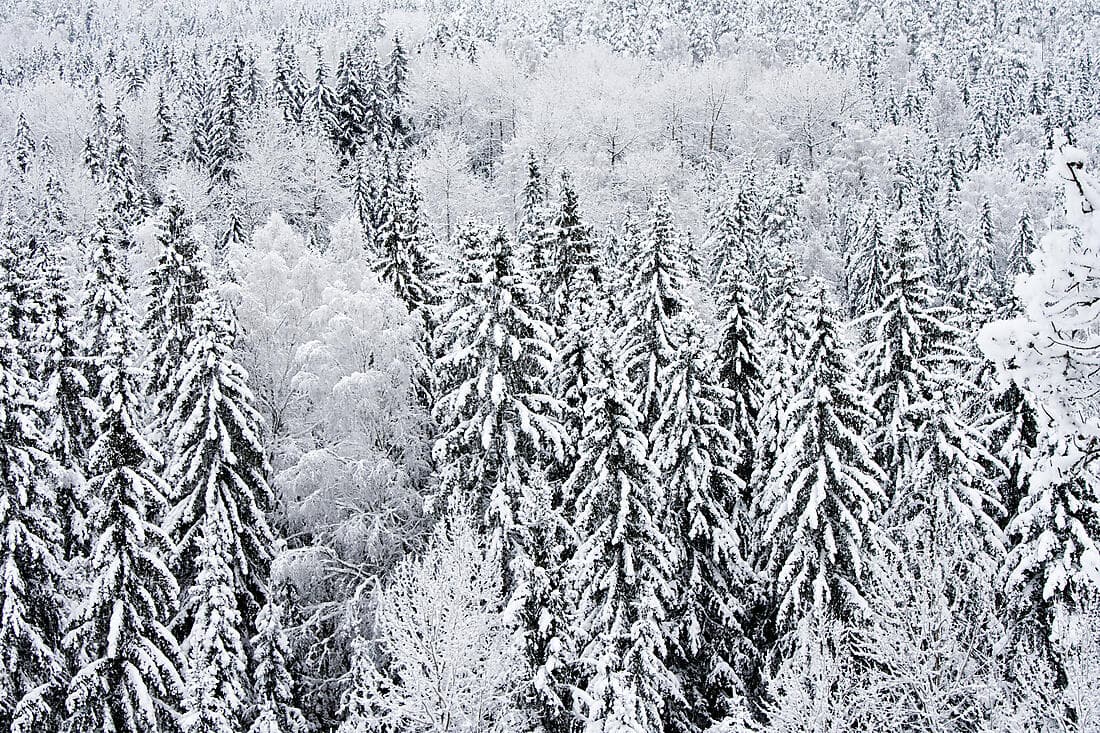 Nature finlandaise et culture nordique à Helsinki (1 nuit)