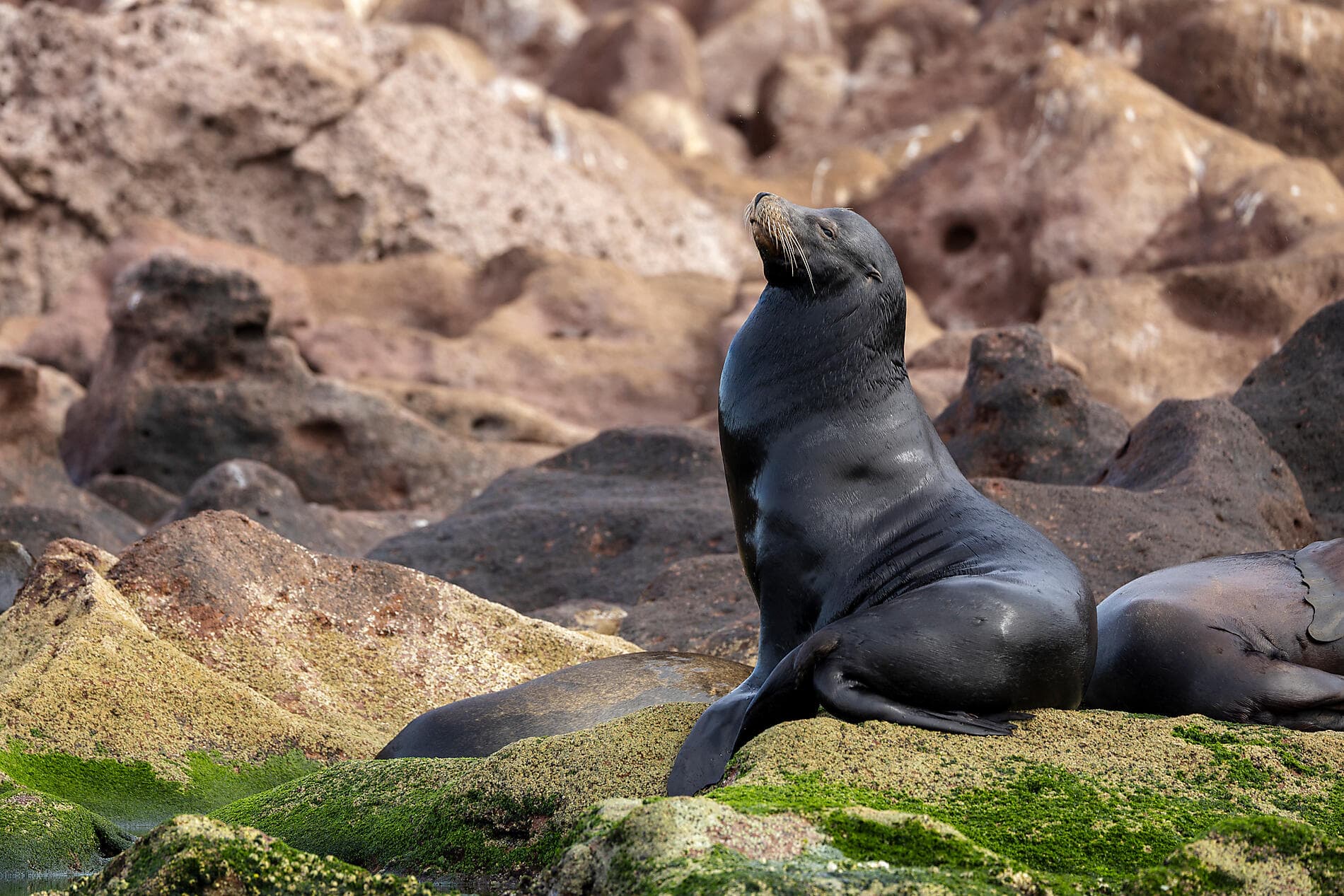 Exploration au cœur de la Basse-Californie   