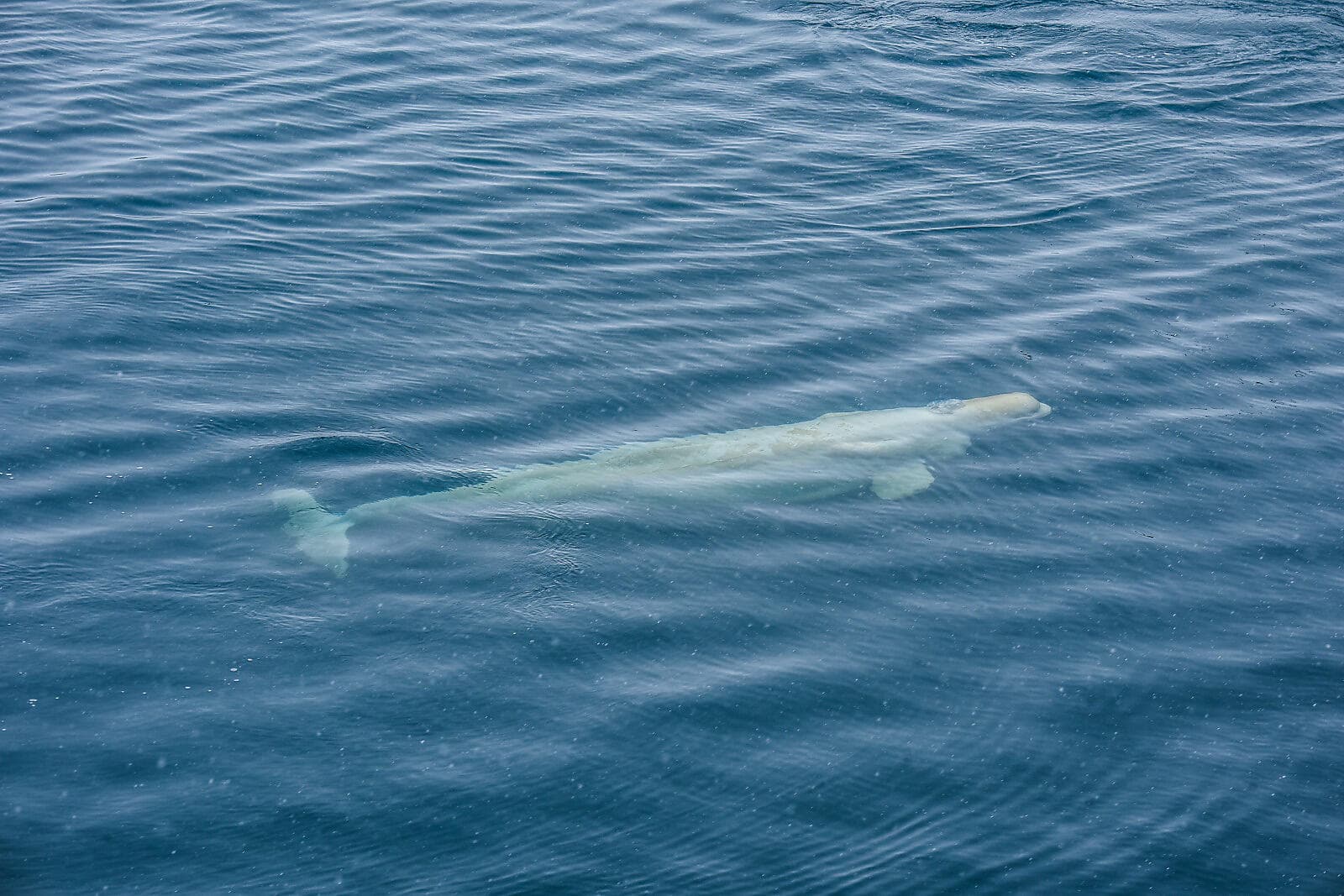 Au cœur du passage du Nord-Ouest 