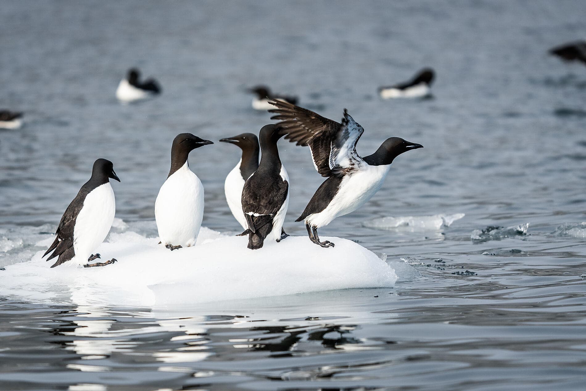 Au cœur des glaces de l'Arctique, du Svalbard au Groenland 