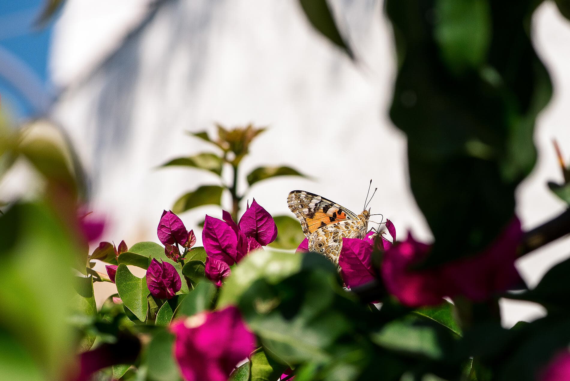 Les Cyclades, dans le sillage du Ponant