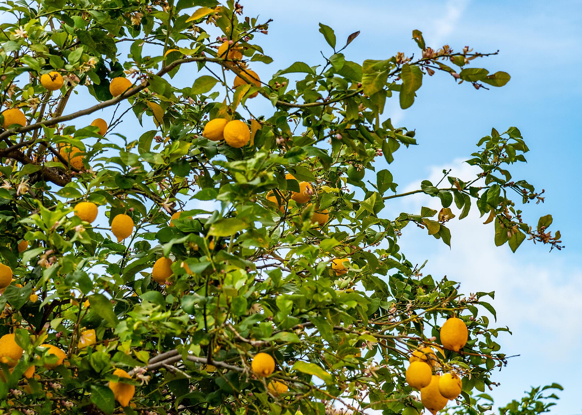 De la Sicile à la Riviera ligure, sous les voiles du Ponant
