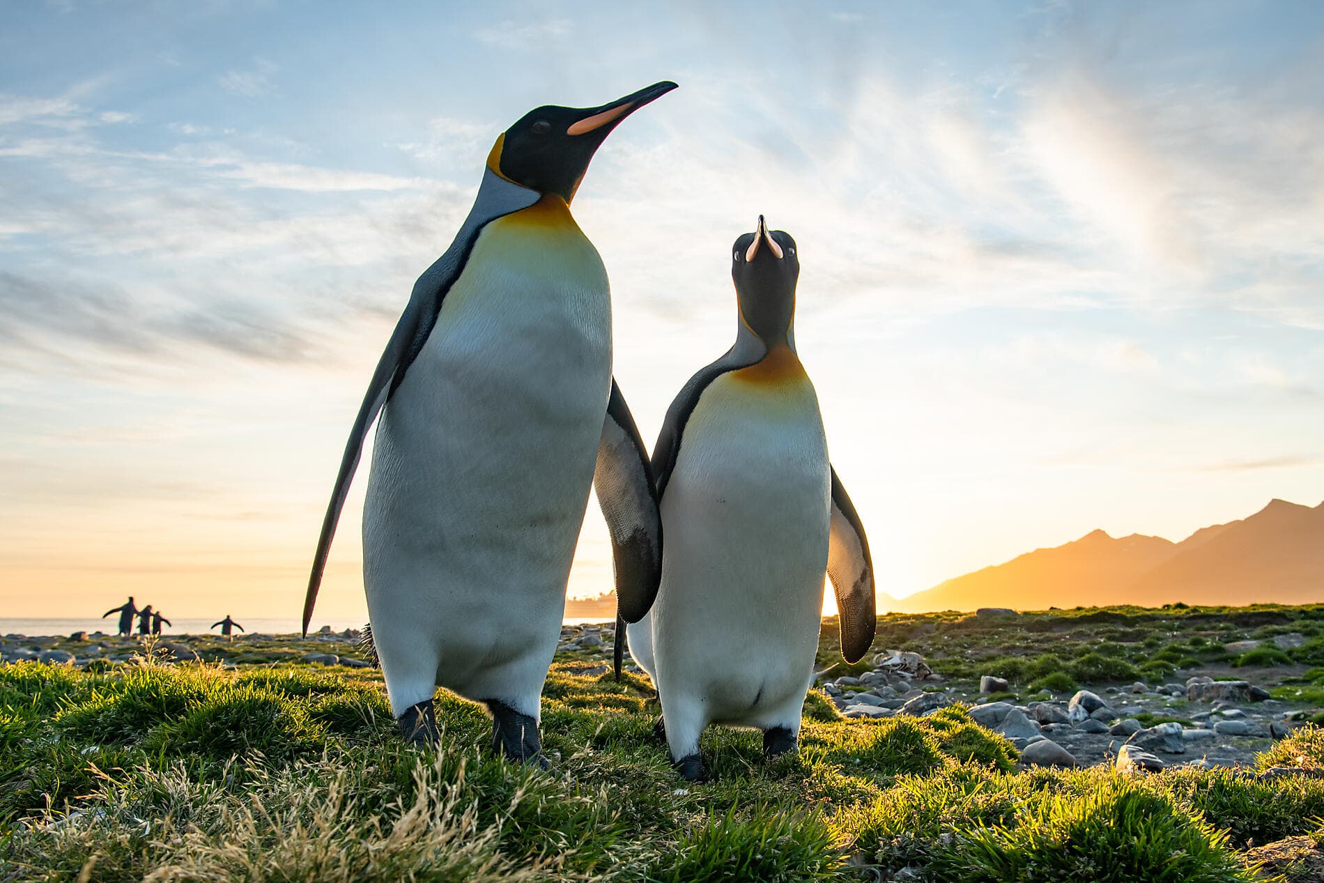 La grande boucle australe